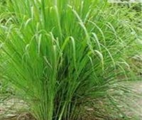 LEMON GRASS